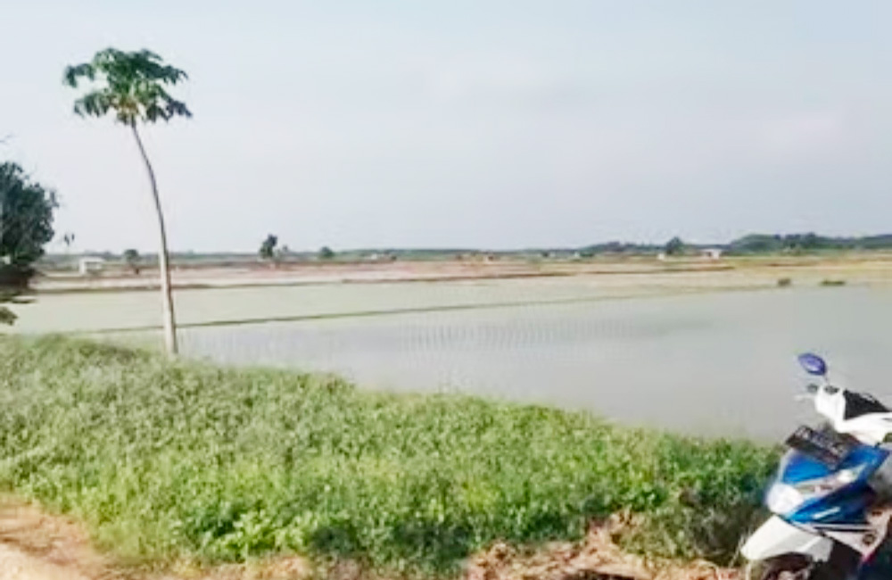 Desa Sumber Makmur jadi Percontohan Integrasi Sawah dan Ternak
