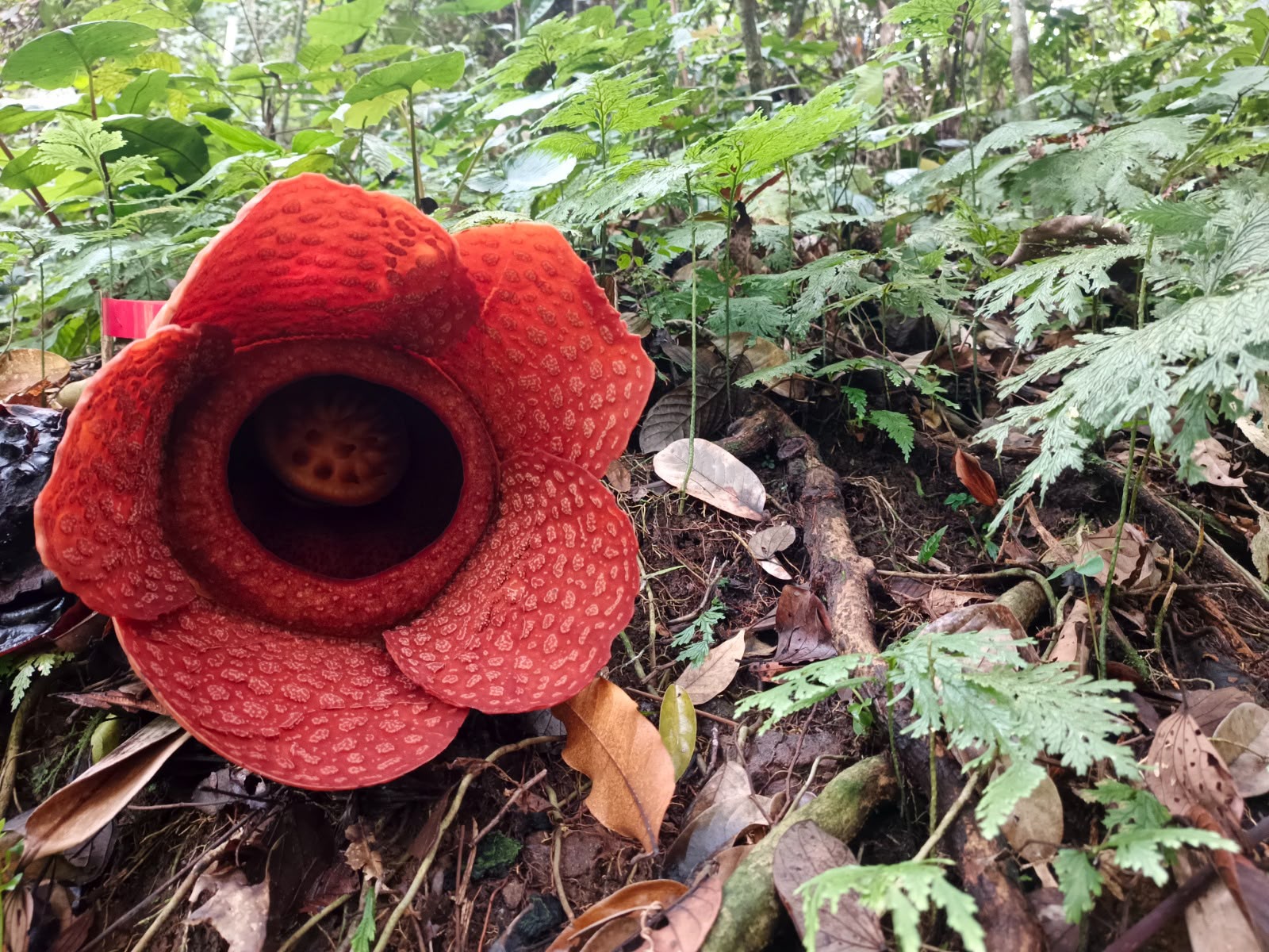 Setelah 3 Bulan Absen, Bunga Rafflesia Kembali Mekar di Wisata Kemumu