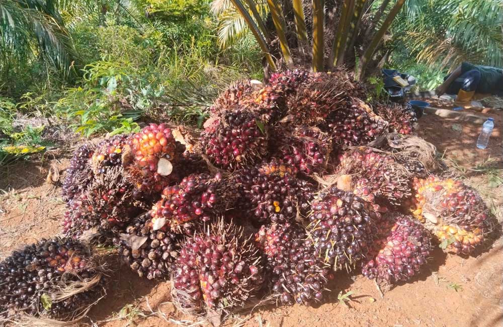 Pasar Sawit di Mukomuko Lesu, Harga di Pabrik Tak Berubah
