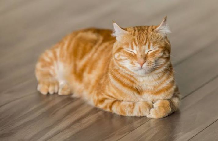 Punya Daya Gaib dan Kekuatan, Ternyata Ini yang Dilakukan Kucing Ketika Manusia Tidur