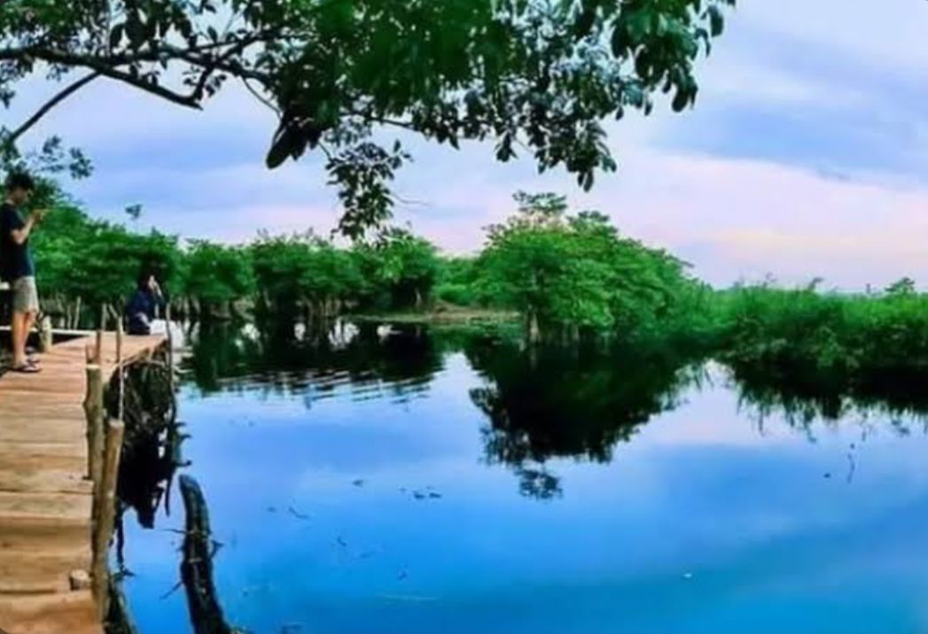 Pulau Kumayan, Satu-satunya Destinasi Wisata Hutan Bakau di Bengkulu yang Menawan