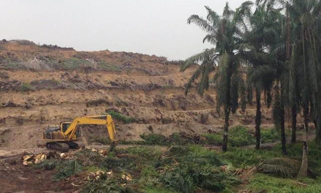 Replanting Sawit di Bengkulu Utara Dilanjutkan, Petani Karet dapat Program Ekstensifikasi, Bibit Gratis