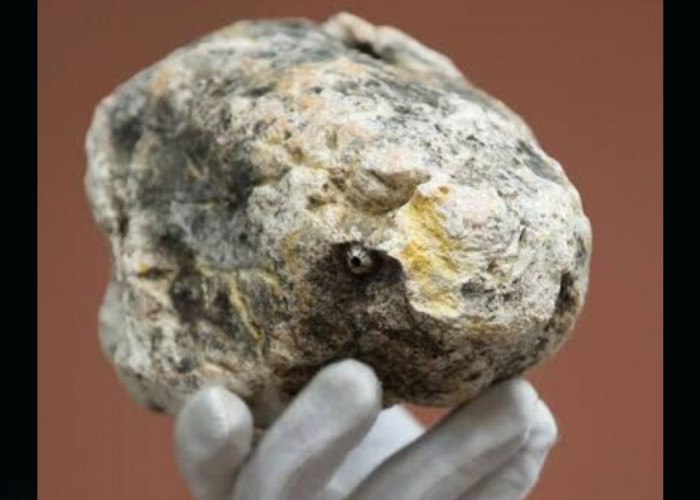 Sentuh Harga Sampai Miliaran Rupiah, Kenali Manfaat Muntahan Ikan Paus