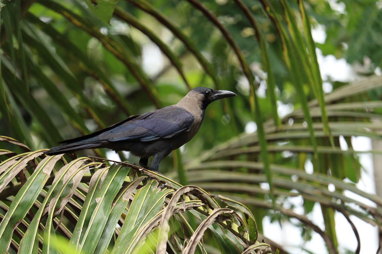 Suara Hewan yang Katanya Bisa Menjadi Pertanda Adanya Makhluk Halus di Sekitar