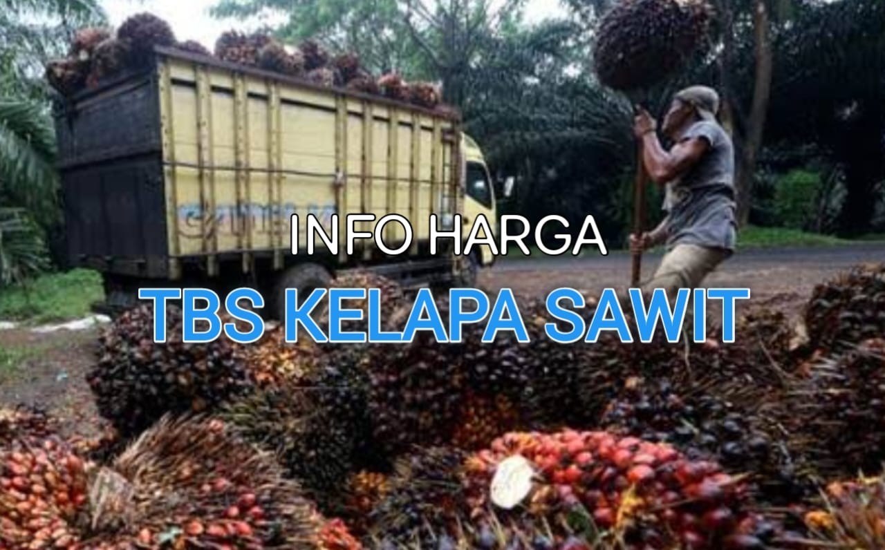 Minggu 3 September 2023, Harga TBS Sawit Bengkulu Utara  Naik lagi Rp 30,-/kg, Cek Harganya