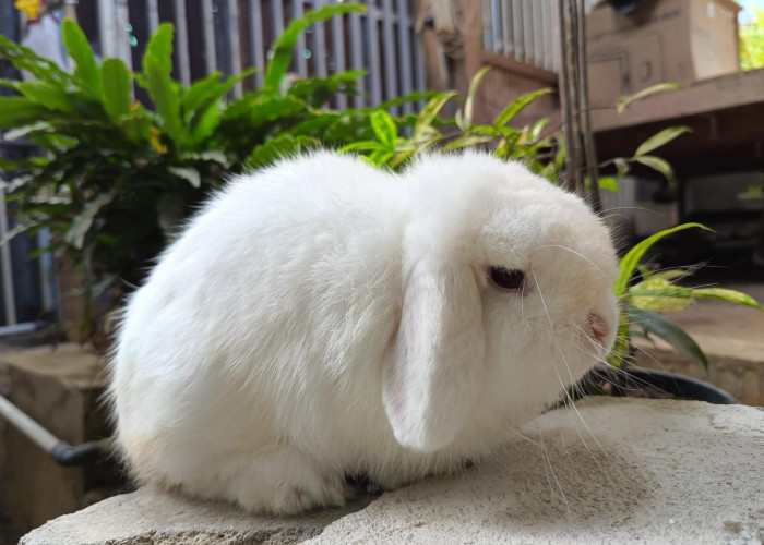 Tips Tinggalkan Hewan Peliharaan Saat Mudik, Pastikan Mereka Tetap Aman dan Nyaman