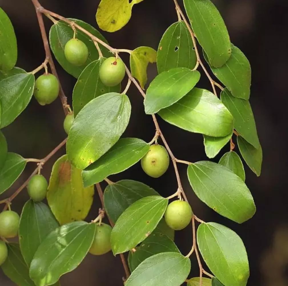 Fakta Menarik Pohon Bidara, Berkhasiat dan Penangkal Gangguan Jin