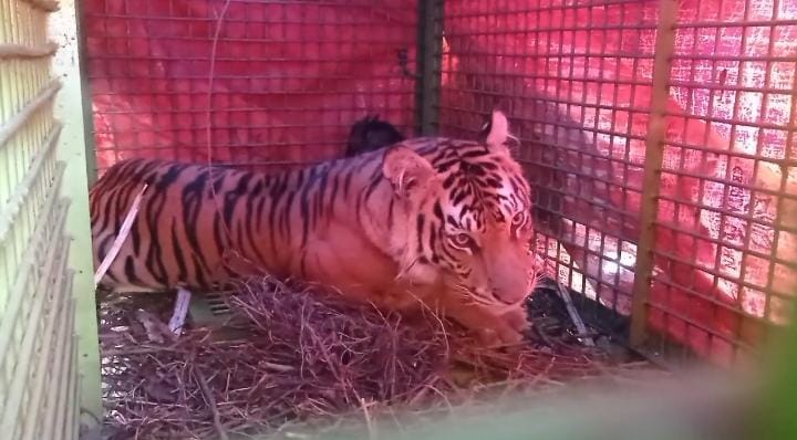 Harimau Sumatera Jenis Betina di Kinal Jaya Dievakuasi ke Bengkulu, Warga Diminta Tingkatkan Kewaspadaan