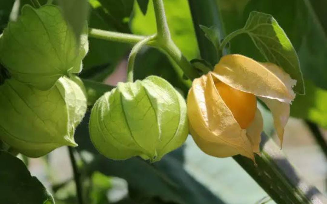 10 Manfaat Buah Ciplukan yang Jarang Orang Ketahui, Ampuh Kendalikan Gula Darah dan Kolesterol