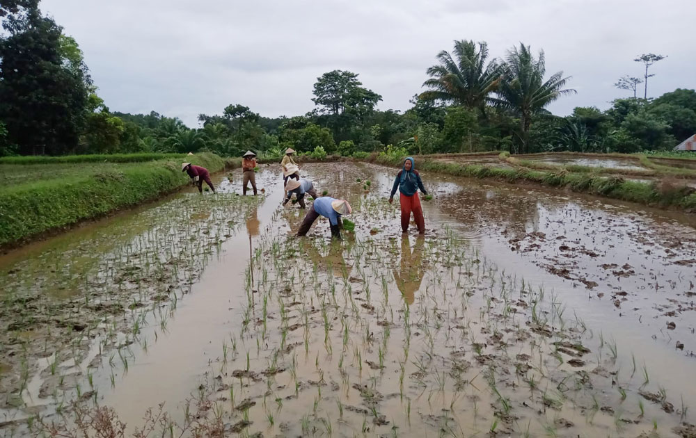 Inpres Irigasi 2026, Pemkab Ajukan Rp11,6 Miliar