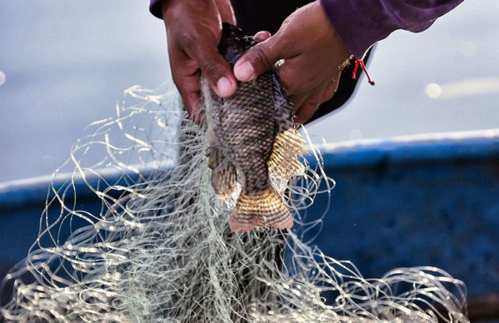 Cara Menggunakan Kulit Ikan Nila untuk Mengobati Luka Bakar 