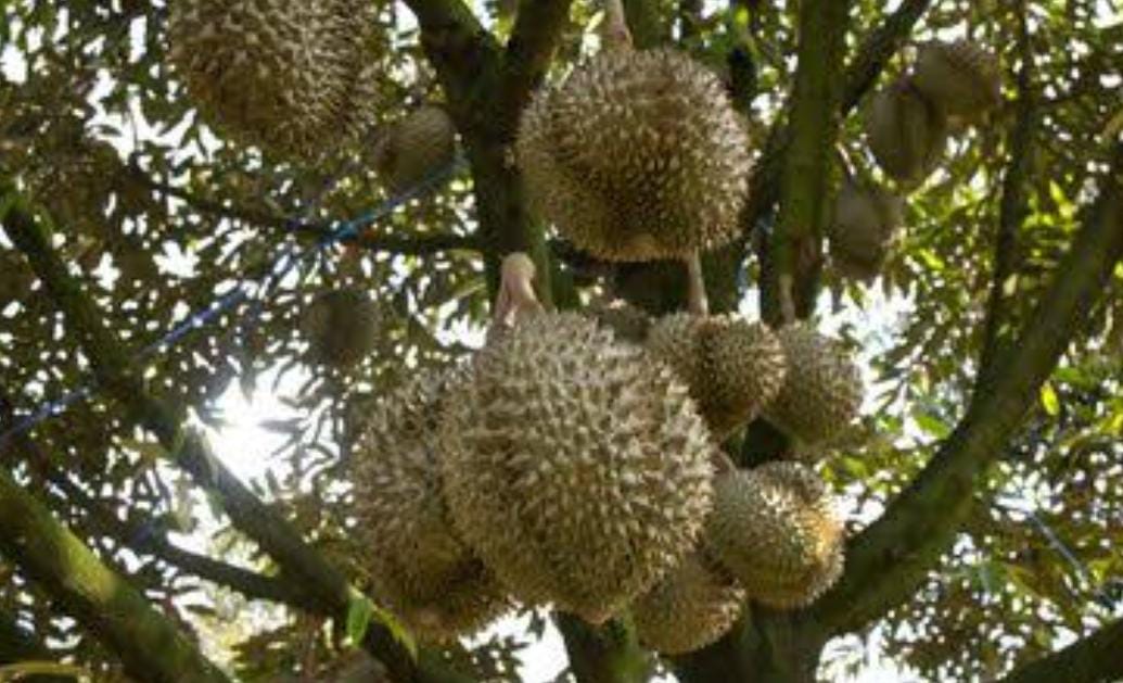 Begini Caranya Agar Pohon Durian Berbuah Lebat, Auto Panen Berlimpah