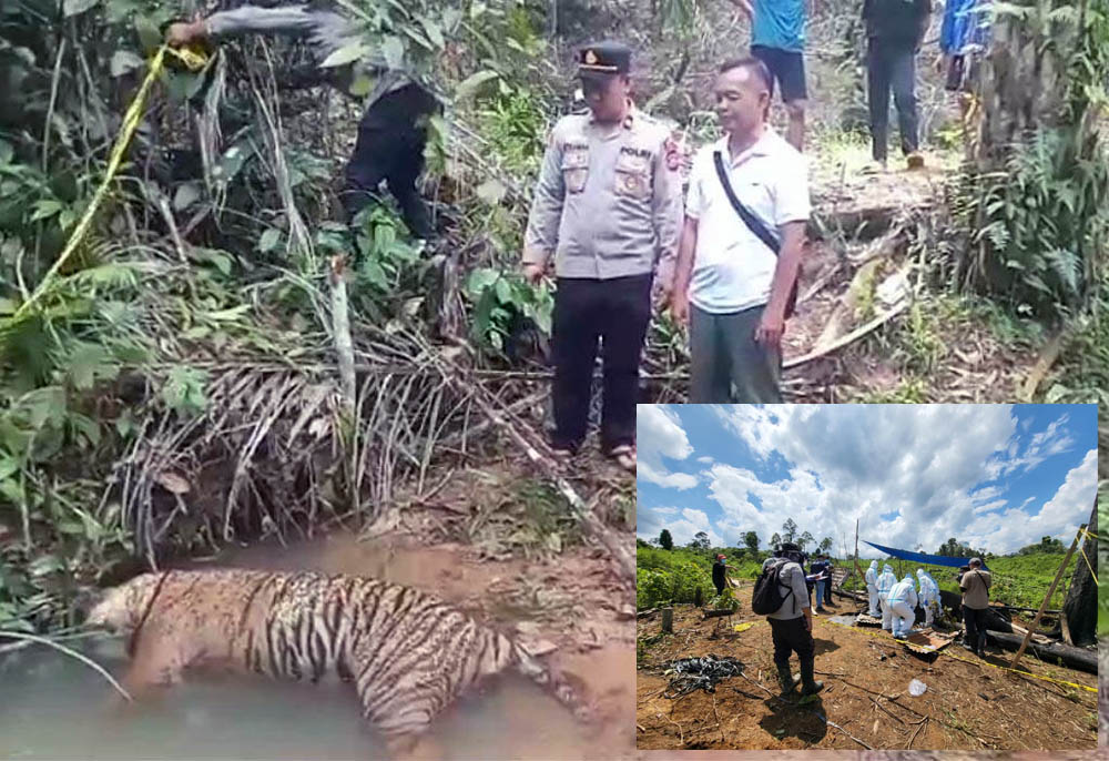 Pastikan Kematian Gajah dan Harimau, BKSDA Bengkulu-Lampung Tunggu Hasil Nekropsi