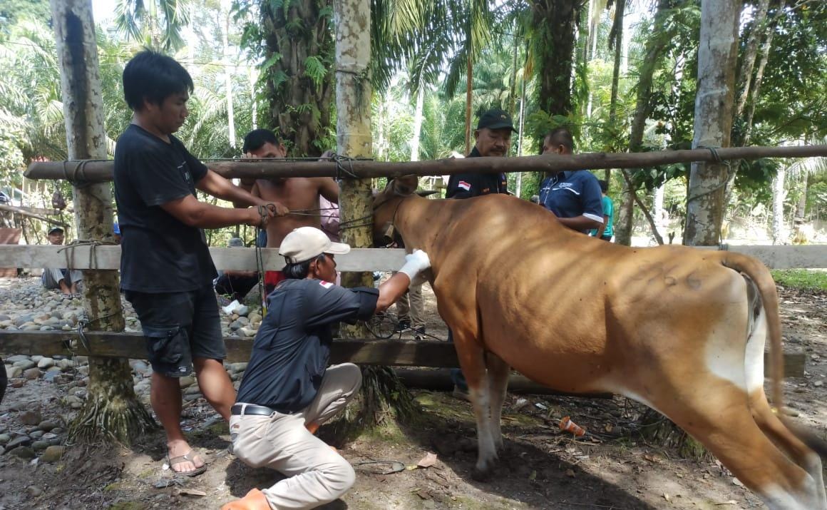 DTPHP Turunkan Tim ke MSS untuk Ambil Sampel Ternak, Kadis: Jika Positif Jembrana, Akan Kita Usulkan Vaksinasi