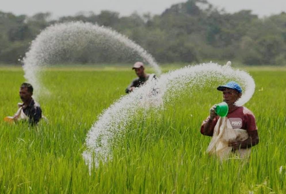 Provinsi Bengkulu Bakal Terima 32.917 Ton Pupuk Subsidi, Minggu Pertama Januari Bakal Disalurkan 