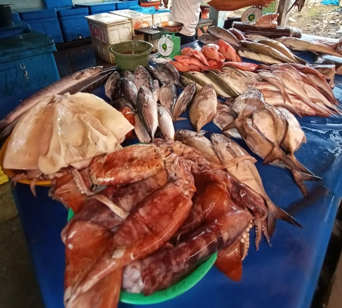 Sebelum Membeli, Ketahui Cara Memilih Ikan Segar Langsung dari Nelayan dan Pengepul di TPI Pulau Baai Bengkulu