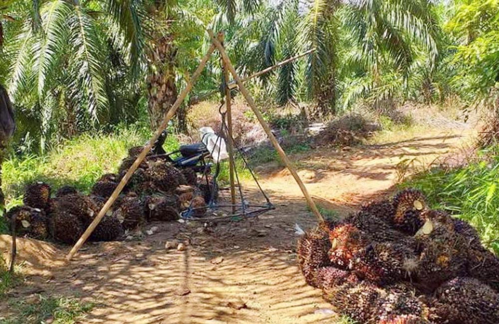 Harga TBS Sawit Sentuh Rp2.800 Per Kg, Bickman: Mudah-Mudahan Segera Stabil