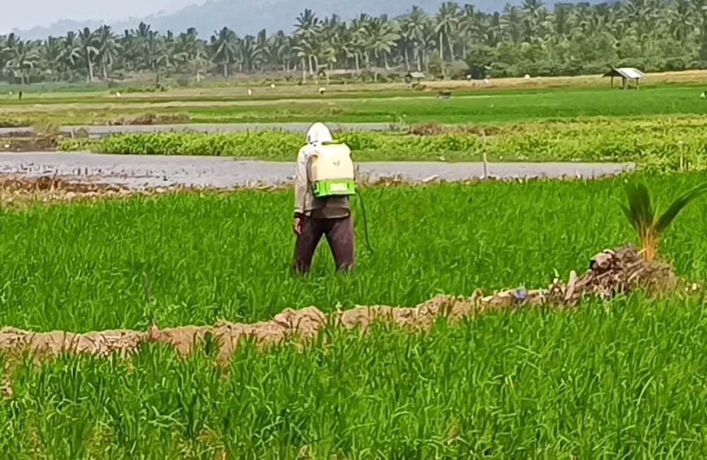 Perluasan Tanaman Padi Terus Dipercepat
