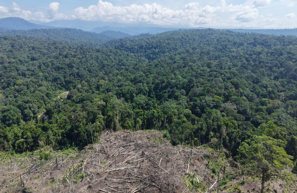 Pasca Operasi, Kawasan BAS Masih Terancam Deforestasi