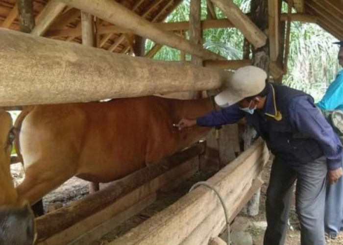 Dinas TPHP Bengkulu Utara Keluarkan Surat Edaran untuk Toke atau Pedagang Ternak, Begini Isinya