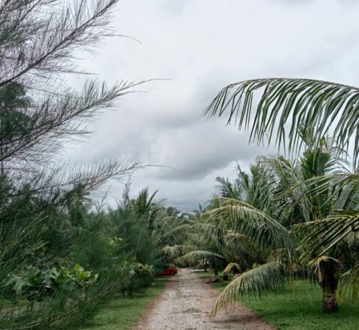 Gara-gara Banyak Pohon Kelapa, Pantai di Bengkulu Selatan Ini Diberi Nama Coconut Beach