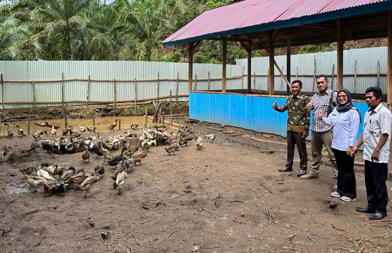 Dorong Program Ketahanan Pangan, Pemdes Suka Langu Kembangkan Budidaya Itik Petelur