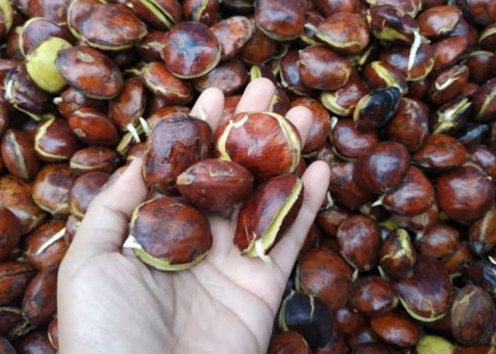 Ini Tips Rahasia untuk Merebus Jengkol, Agar Cepat Empuk dan Tak Bau