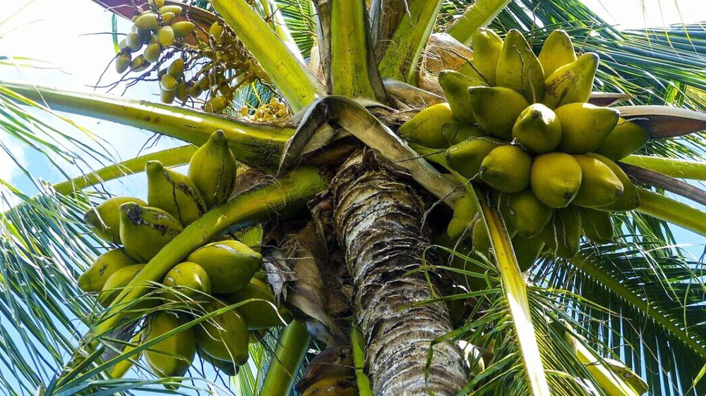 Manfaat Buah Kelapa untuk Kesehatan yang Jarang Diketahui