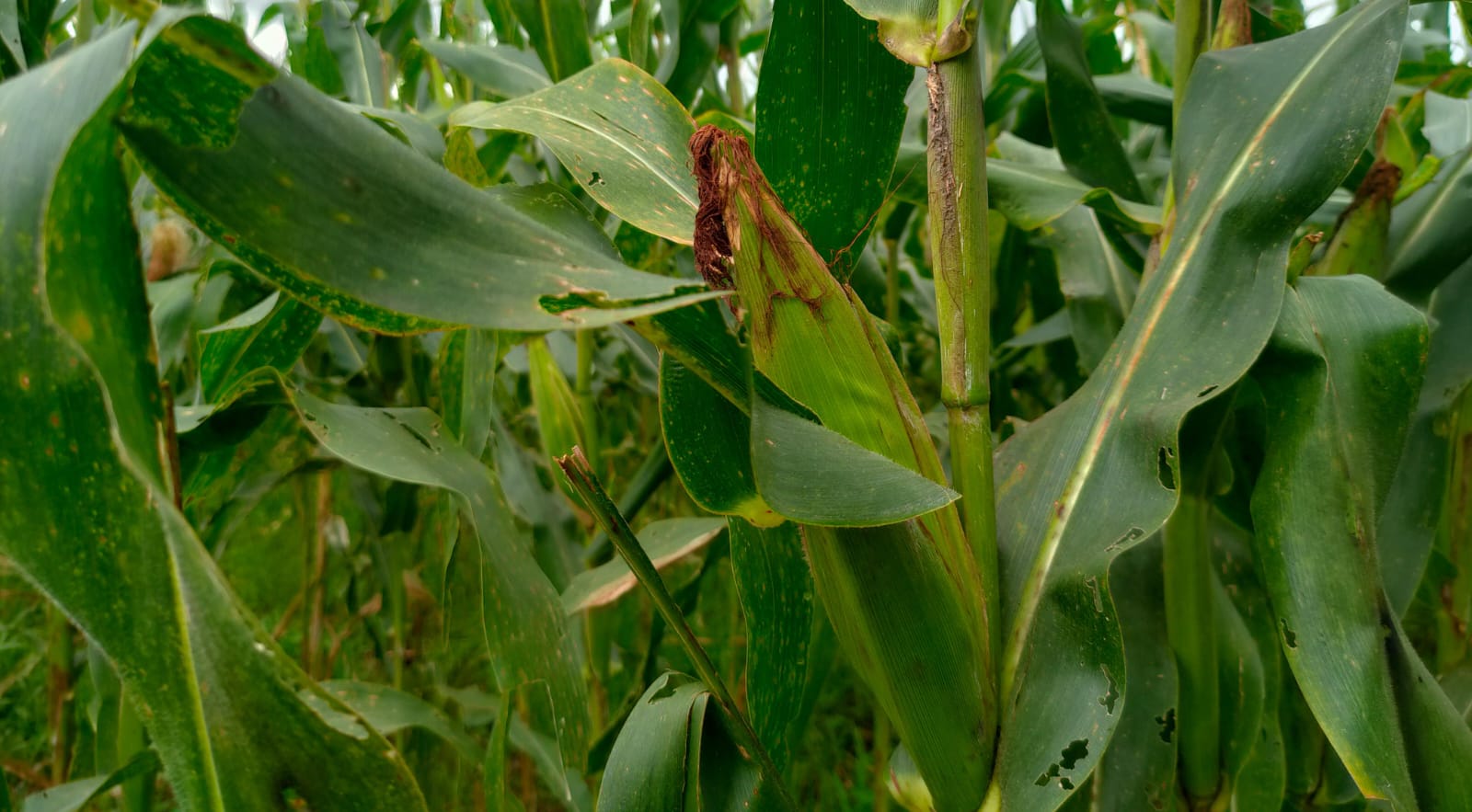 Harga Jagung Turun di Sejumlah Daerah di Indonesia. Bagaimana Bengkulu Utara?