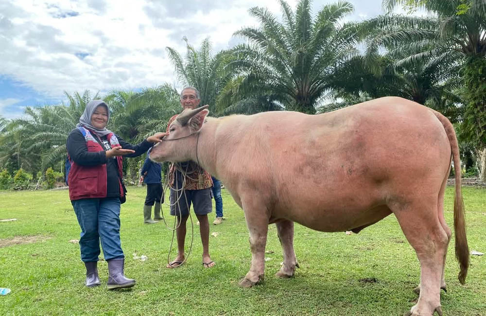 Waspada Penyakit Ternak, Peternak Diminta Jangan Tunggu Sapi Parah