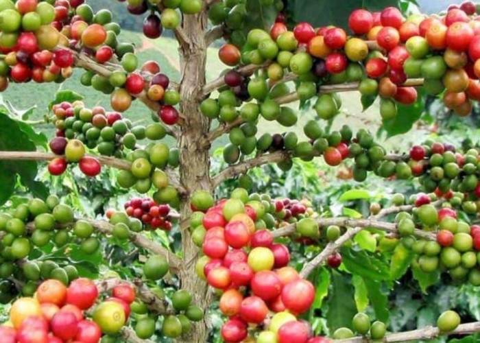Wajib Tahu Ternyata Ada 7 Jenis Kopi Asal Indonesia yang Sudah Mendunia