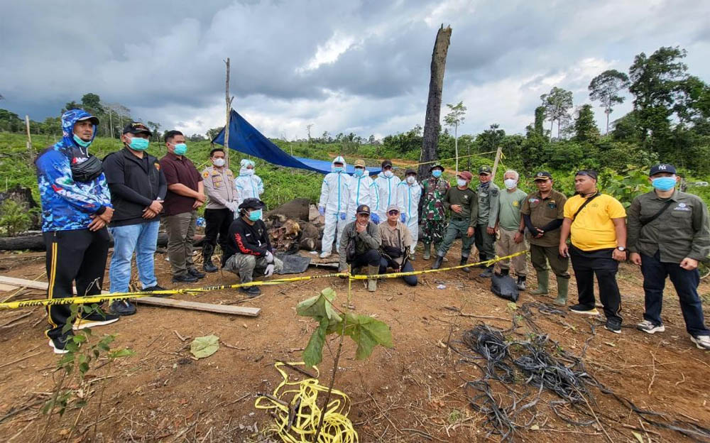 Ungkap Misteri Kematian 2 Gajah, Polda dan BKSDA Bengkulu Lakukan Investigas Khusus