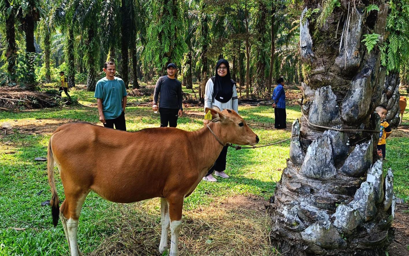 Pemdes Suka Negara Bagikan 10 Ekor Sapi Program Ketahanan Pangan ke Masyarakat