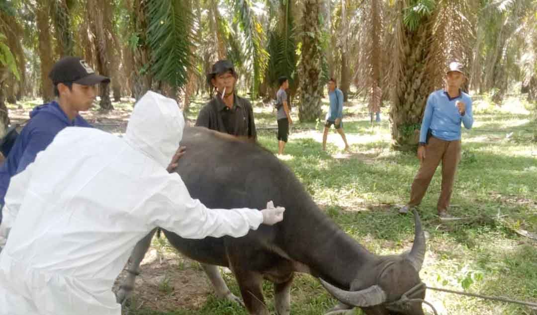 Meluas, 30 Kerbau di Marga Sakti Sebelat Terjangkit Penyakit Mulut dan Kuku