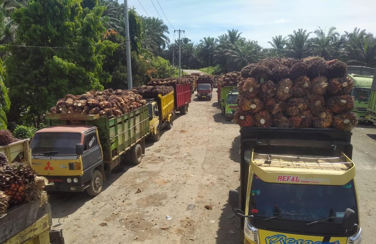 Harga TBS di Pabrik Kembali Merosot