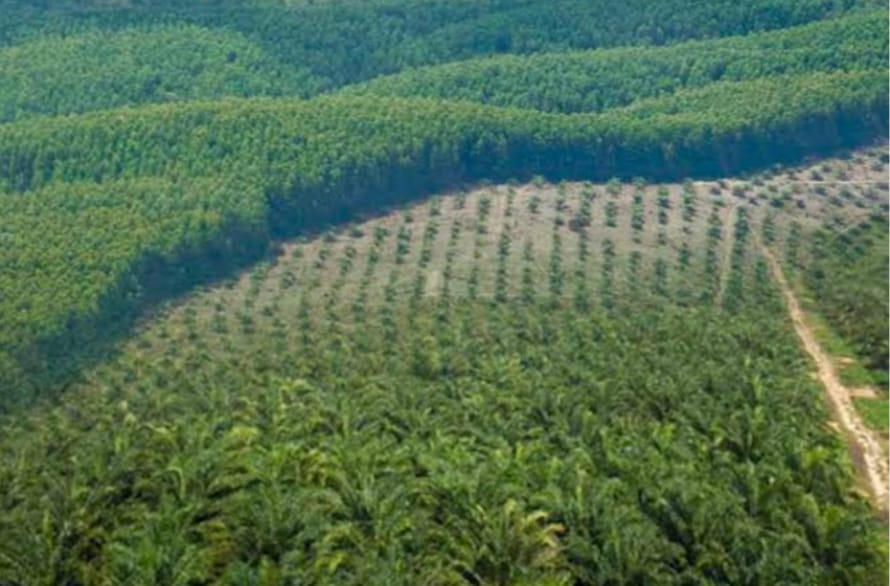 Duhh! Tim Bentukan Bupati untuk Kawal Pembuatan Boundary di PT Agricinal Belum Muncul