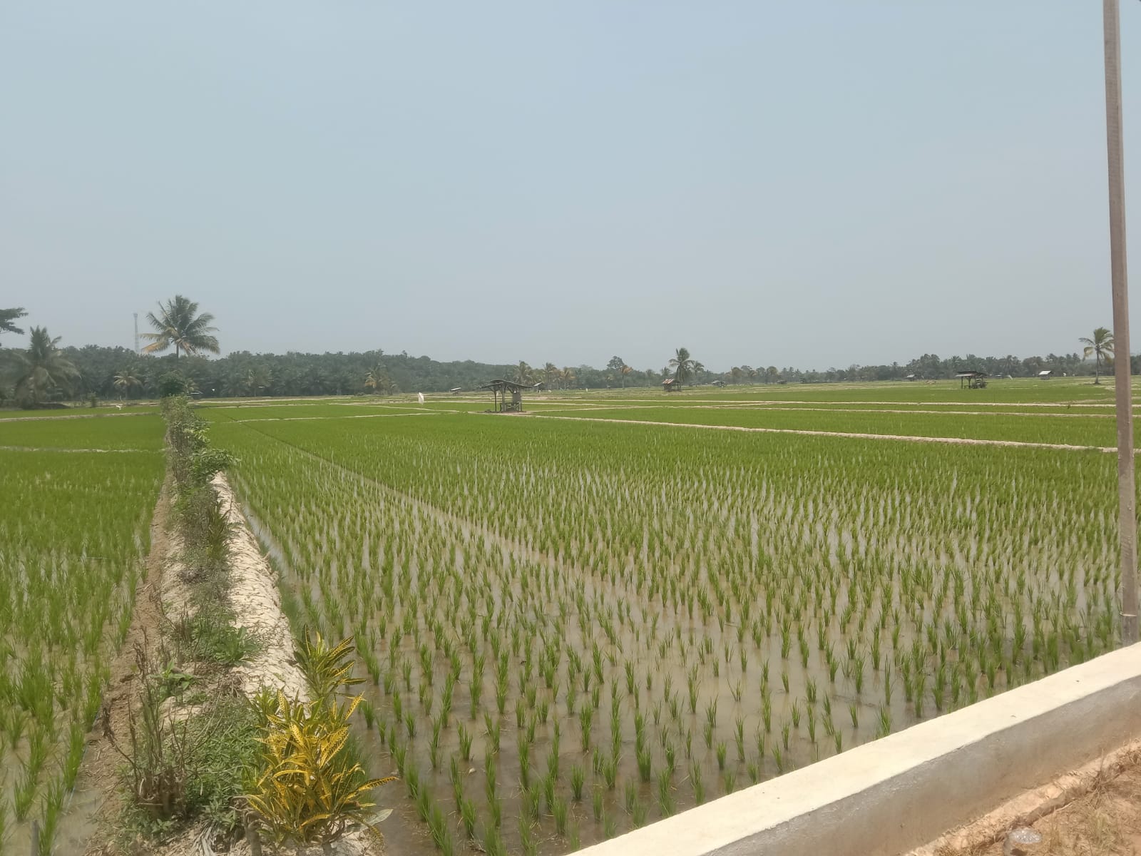 Petani Diminta Tetap Jaga Lahan Pertanian di Tengah Dampak Fenomena El Nino dan Jangan Alih Fungsi Lahan