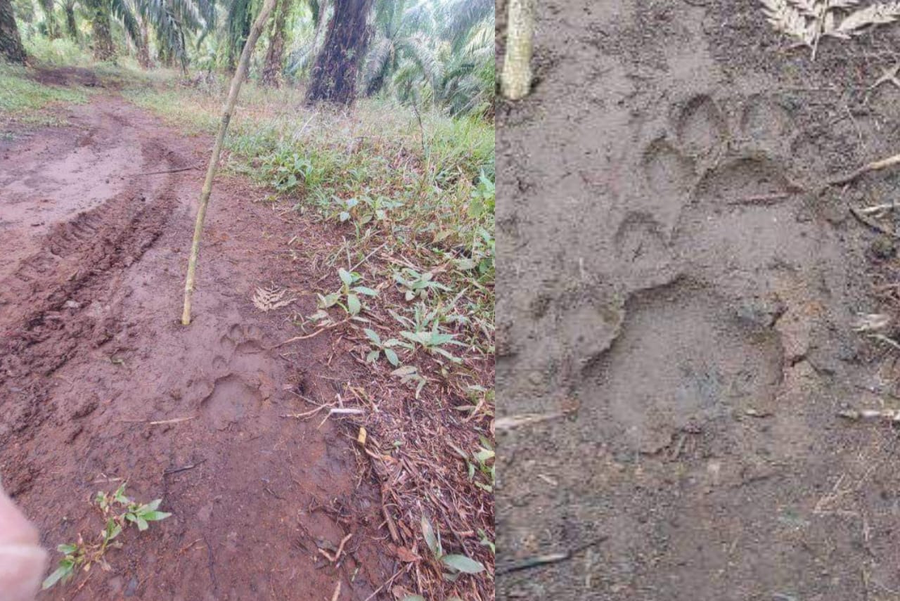 Jejak Harimau Kembali Ditemukan di Area Ini, Petani di Arga Makmur Takut ke Kebun
