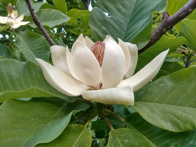 Mengenal Bunga Kantil yang Kerap Menjadi Maskotnya Dunia Mistis