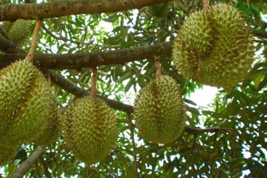 Jangan Salah, Begini Cara Jitu Memilih Durian yang Memiliki Buah Daging Buah Tebal dan Manis