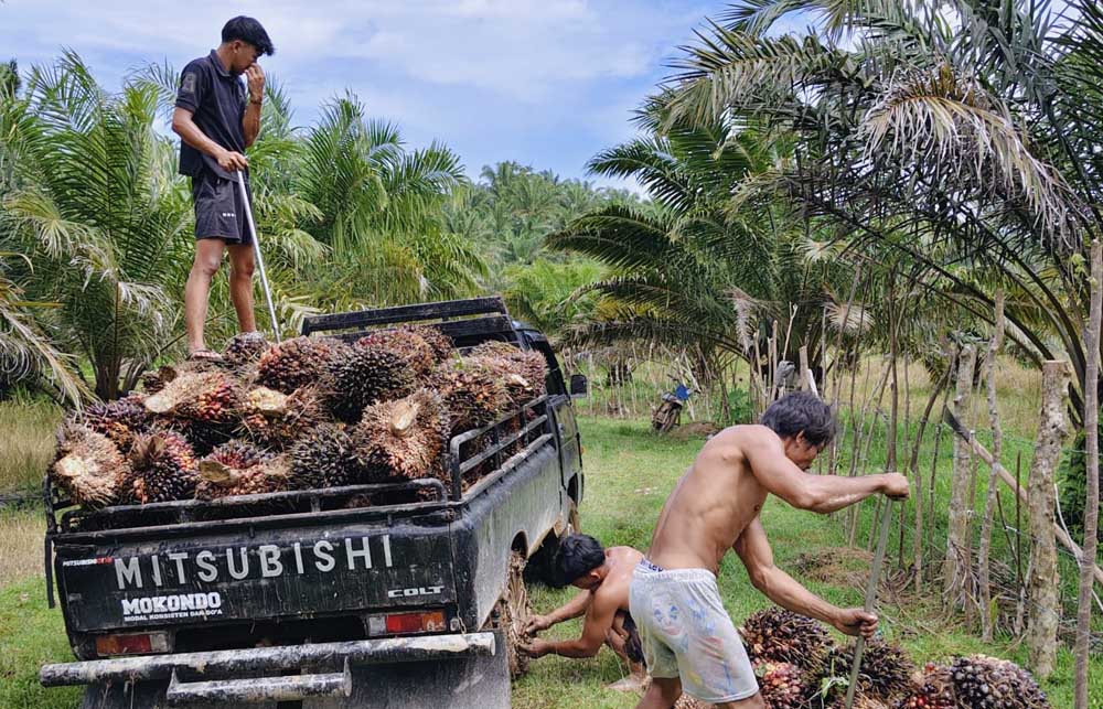 Harga Bergerak Naik, Pemerintah Diminta Tindak  PKS Bandel