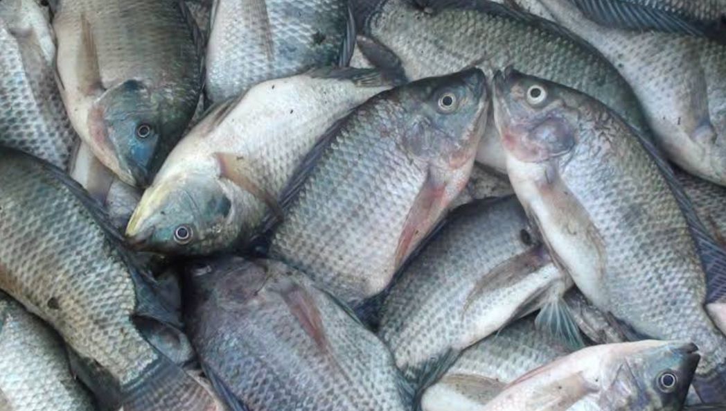 Tersedia di Pasar Purwodadi Arga Makmur, Ini 5 Ikan yang Bagus untuk Meningkatkan Kecerdasan Otak Anak
