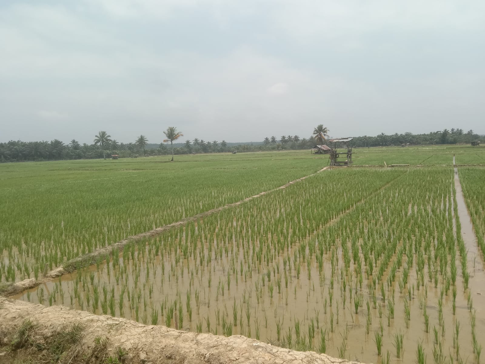 Kekeringan Semakin Jadi, Petani di Desa Karya Jaya Butuh Bantuan Mesin Pompa Air