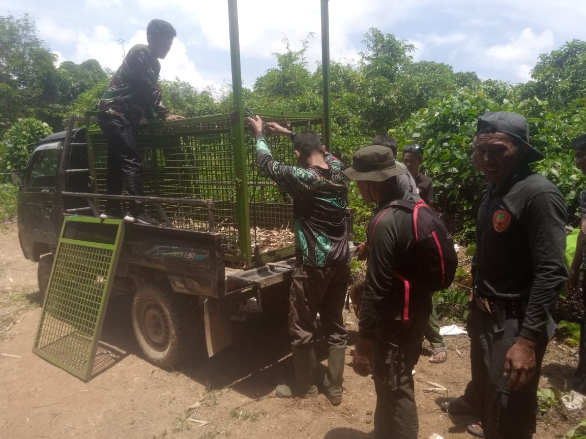 BKSDA Pindahkan Perangkap Harimau dari Gembung Raya ke Kinal Jaya, Ini Alasannya