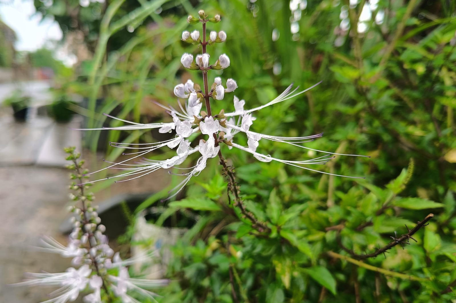 8 Manfaat Daun Kumis Kucing untuk Kesehatan Tubuh, Cocok Jadi Minuman Herbal