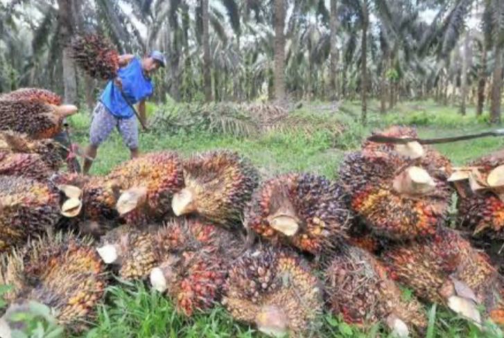 Bagaimana Cara Mengetahui Benih Kelapa Sawit yang Palsu? Ikuti 3 Langkah Ini Agar Tidak Tertipu