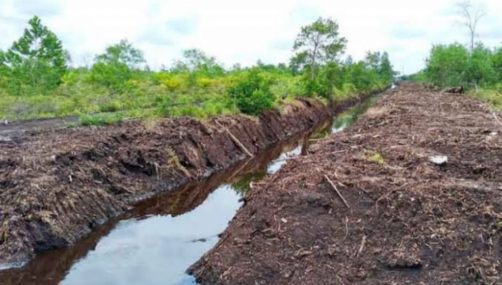 5 Jenis Tanah Ini Cocok untuk Usaha Pertanian Padi, Mana yang Paling Subur?