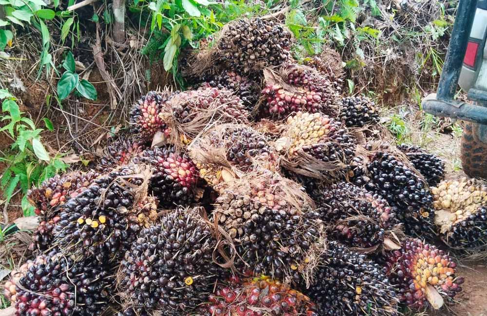 Harga Sawit di Mukomuko Tunjukkan Tren Positif, Tertinggi Rp2.960/ Kg