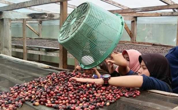 Harga Kopi Turun, di Bengkulu Utara Diangka Rp50 Ribu