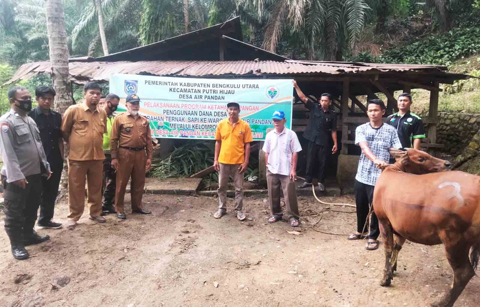 Jamin Ketahanan Pangan Warga, Pemdes Air Pandan Salurkan Bantuan Ternak Sapi